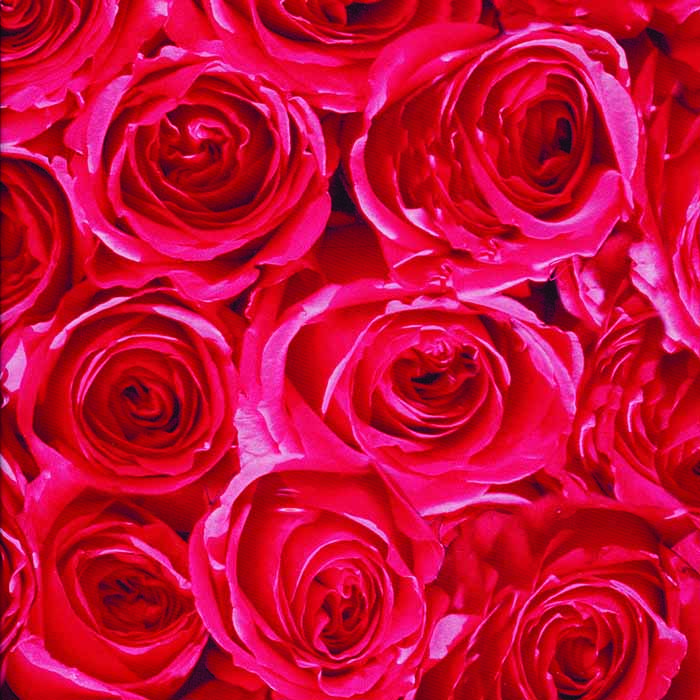 Gekkofix Roses punainen 45 cm